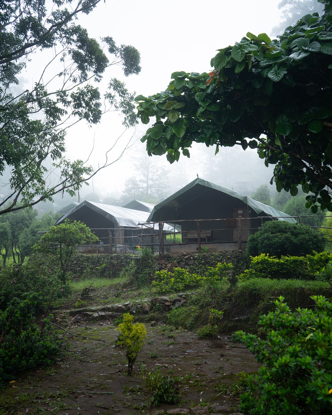 Premium Tent Stay Munnar